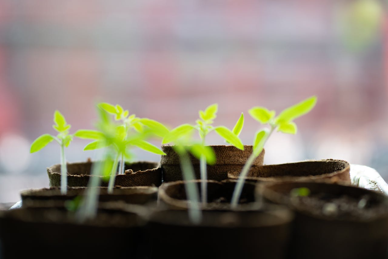 Vibrant green seedlings growing indoors with blurred background.